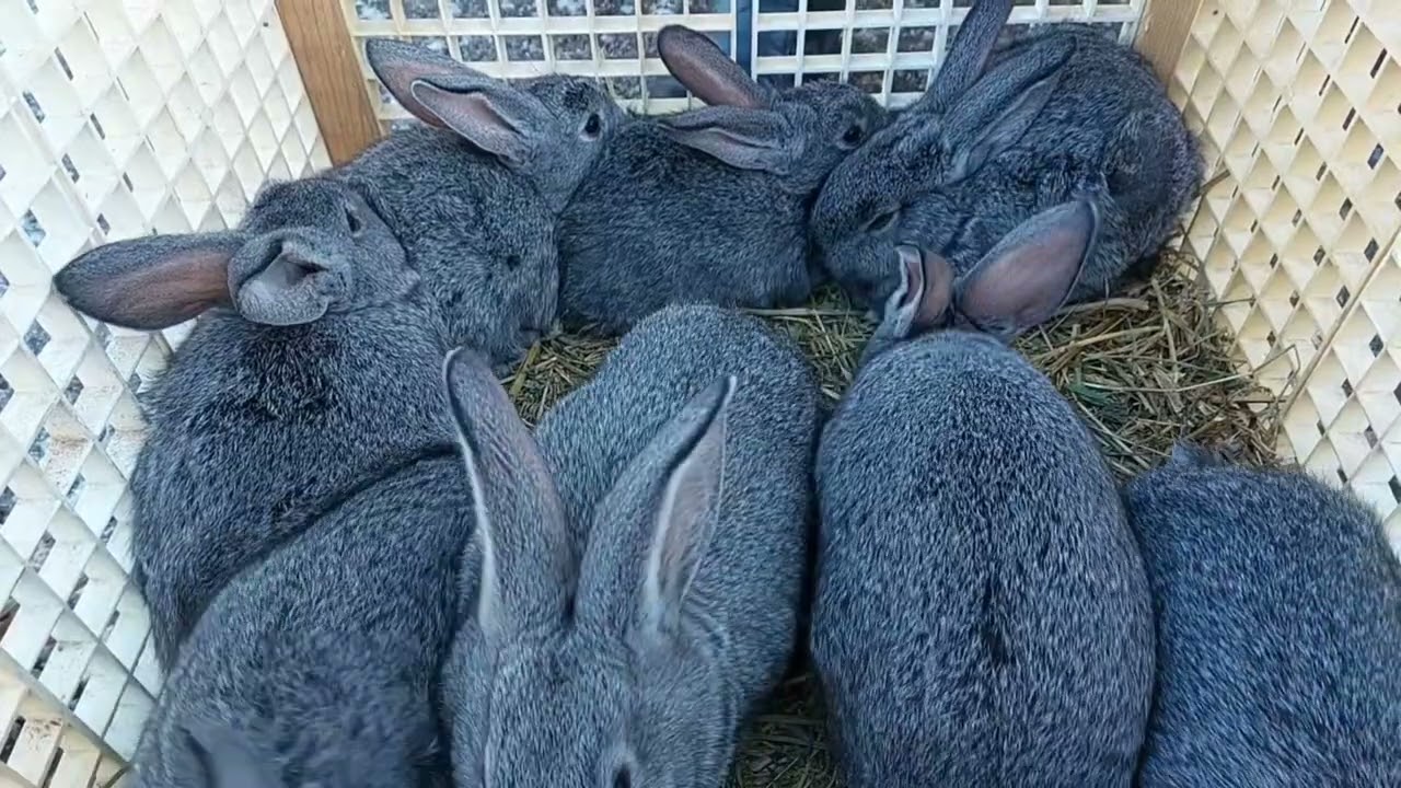 Перший огляд Ринку тварин в Новому Році! 2025! #ринок #село #свині #птахи #кролики