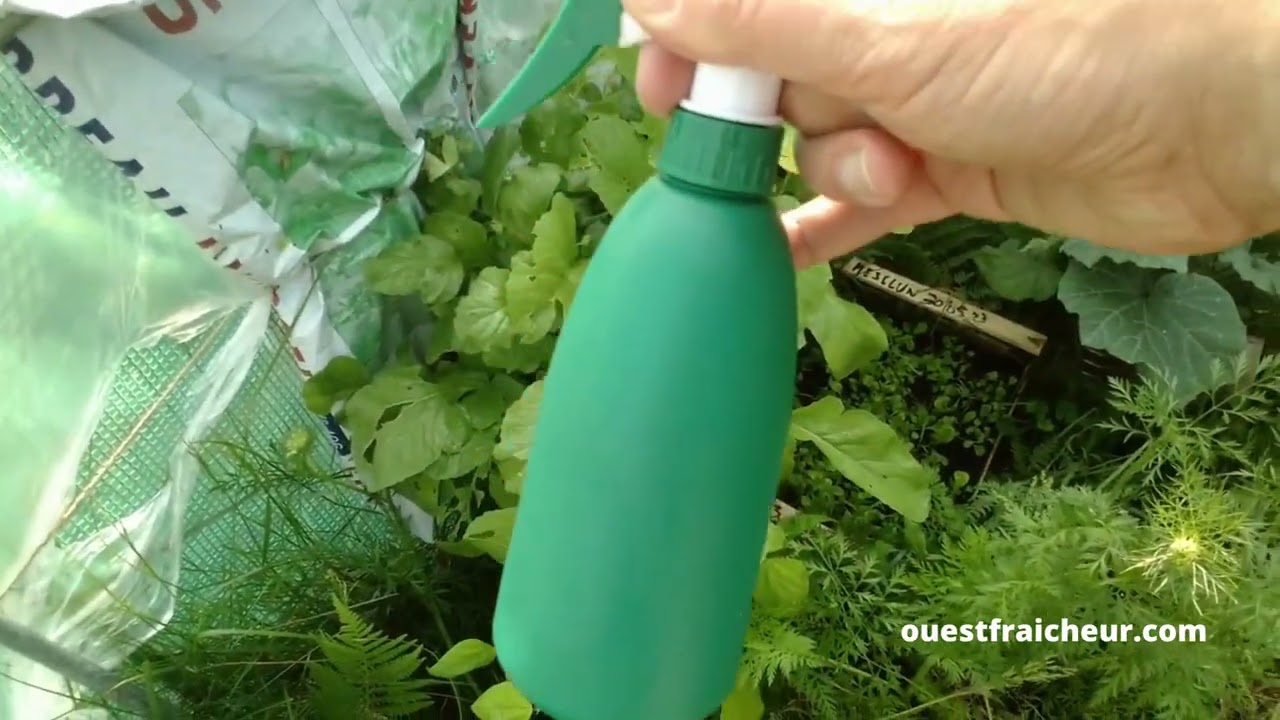 Ravages au potager   Altises solution naturelle