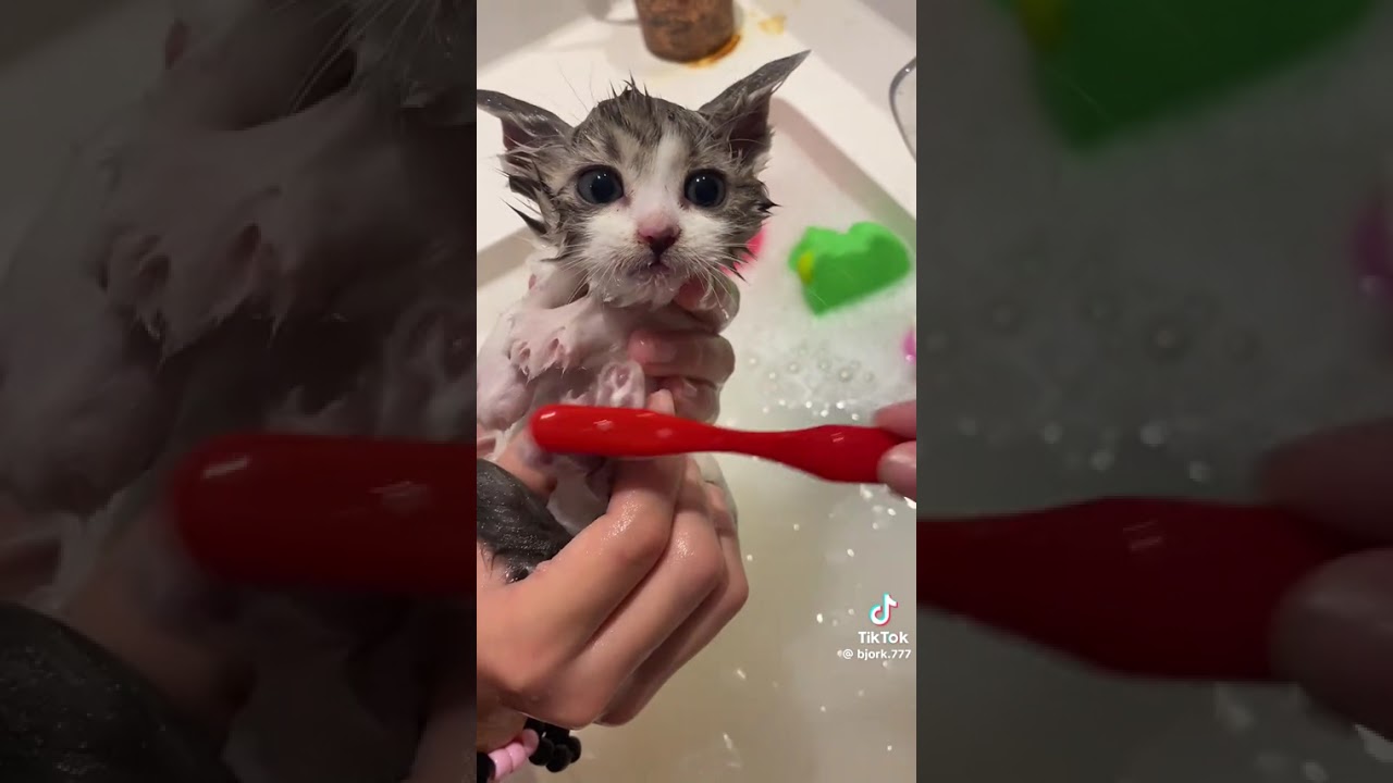 Look at these cutie cats