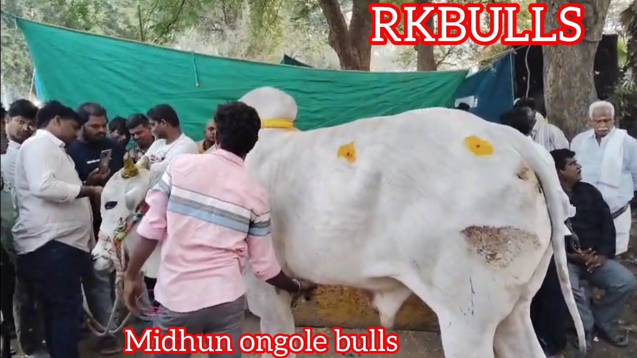 RKBULLS వారు40 లక్షల న్యూ కేటగిరి గిత్తను కొనుగోలు చేశారు గరుడ