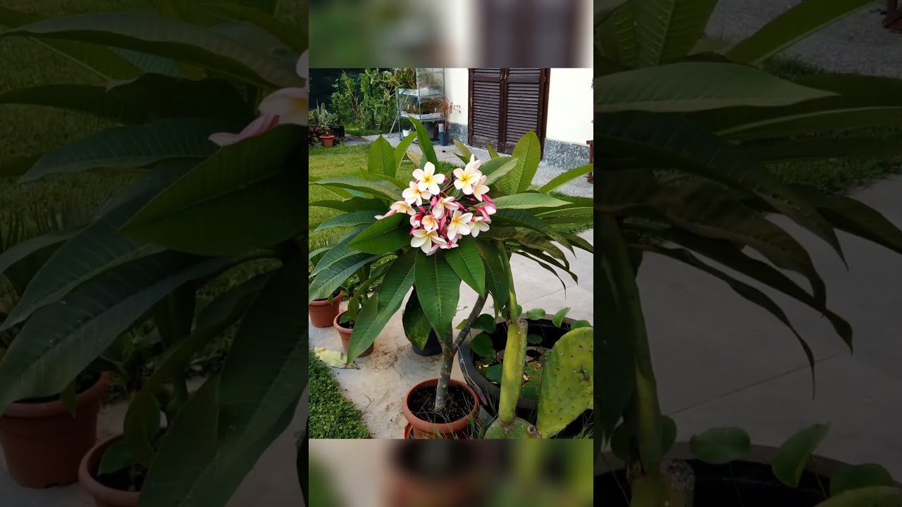 Plumeria vs Acqua