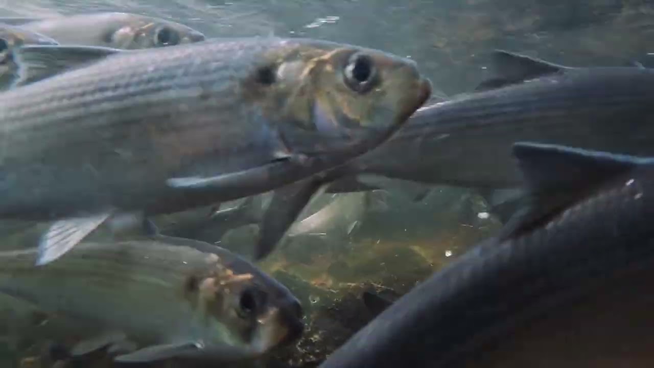 Atlantic Salmon Federation
