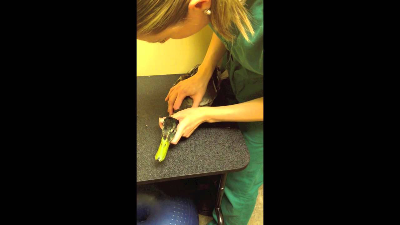 Chiropractic Care for a Mallard