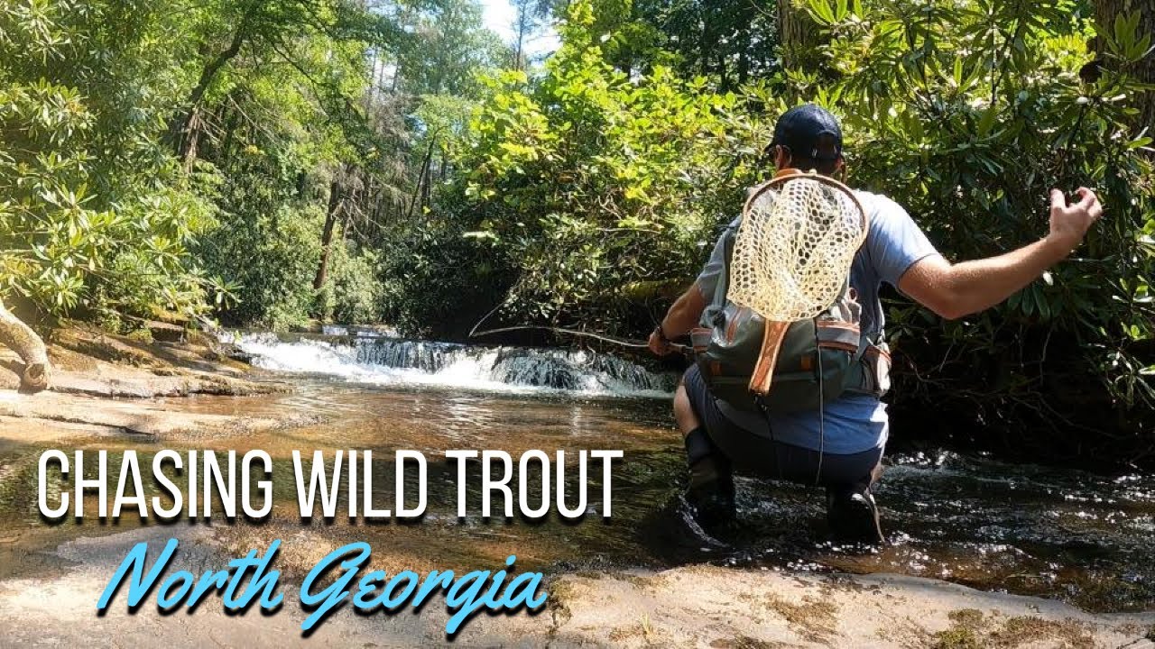 Chasing WILD TROUT:  Summer in North Georgia