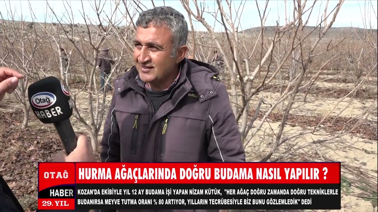 HURMA AĞAÇLARINDA DOĞRU BUDAMA NASIL YAPILIR?