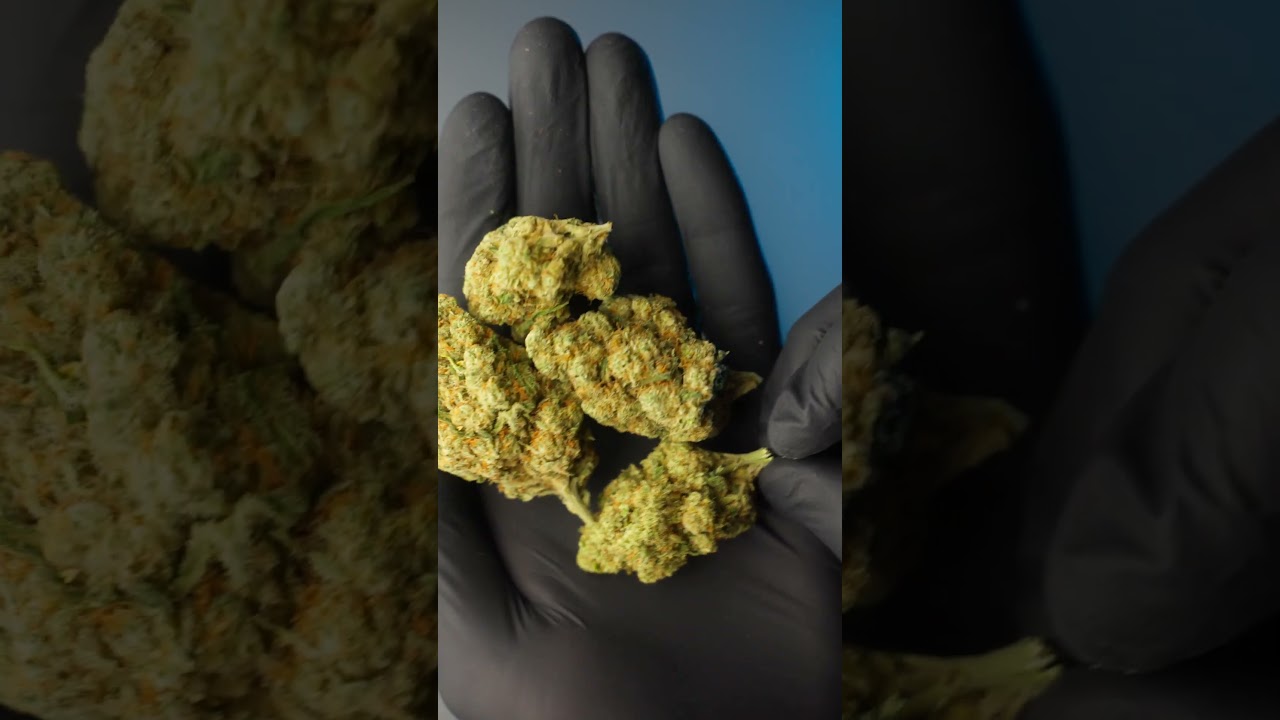 Amnesia Haze CBD #696 &ndash; Fleur CBD indoor premium &agrave; dominante sativa | Kilogrammes