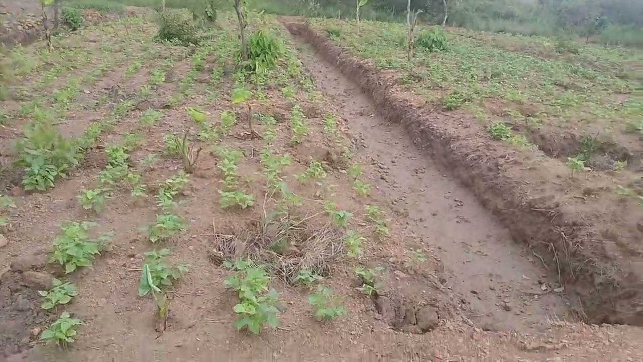 Field of ground nuts at Ngombor