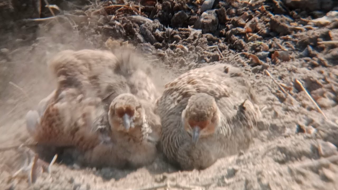 Teetar male female is Azad || dakhani teetar pair 