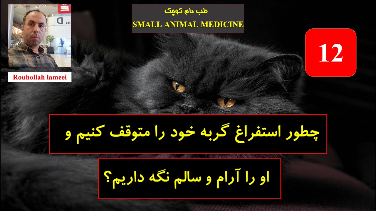 چطور استفراغ گربه خود را متوقف کنیم و او را آرام و سالم نگه داریم؟