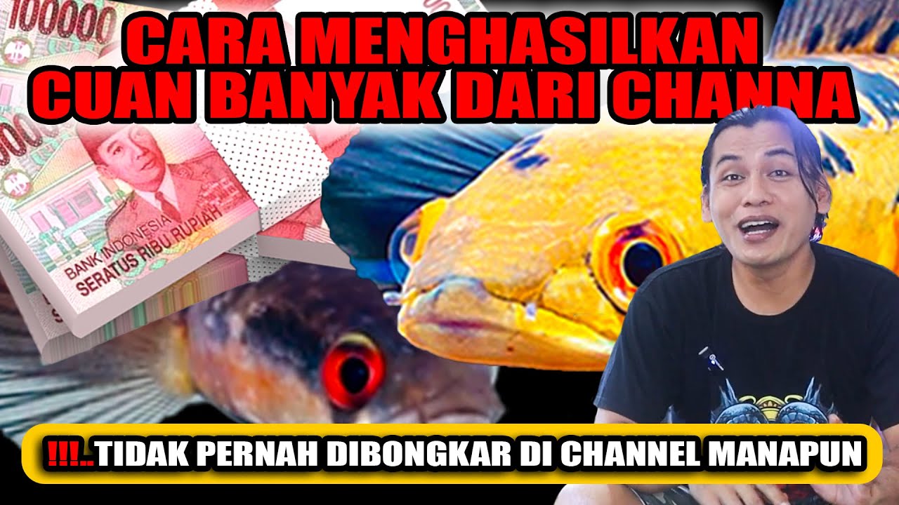 SISI TERANG!! MELIPAT GANDAKAN UANG DARI IKAN CHANA