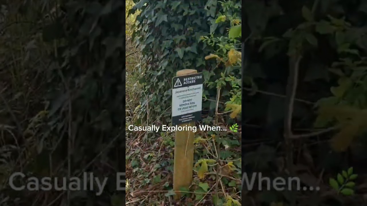 Casually Exploring When... 🌿Japanese Knotweed! ⚠️#urbex #urbexphotography #urbexphoto