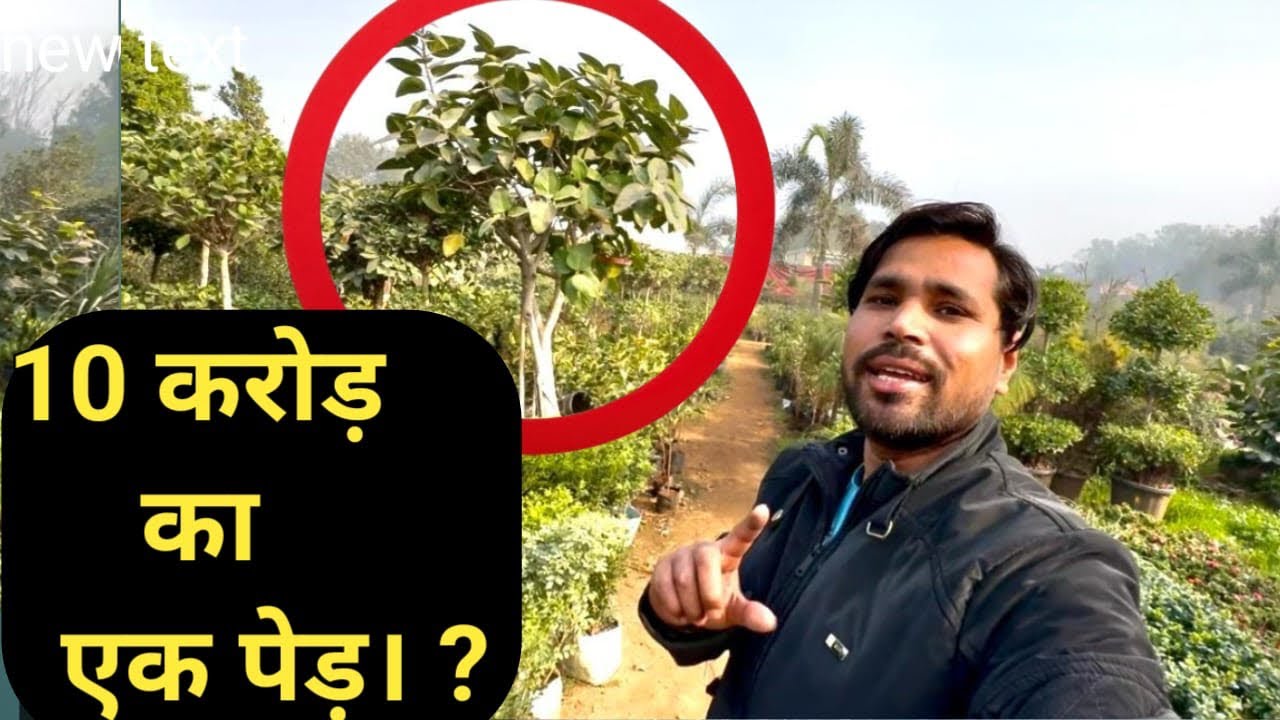 Saini Plant Nursery, Delhi, Nangloi. Saini Nursery Najafgarh.