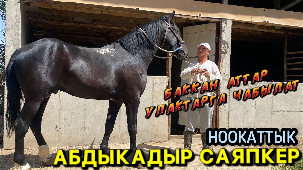 Ноокаттын Кара-Таш Айылындагы АБДЫКАДЫР САЯПКЕРДИН Баккан Аттары