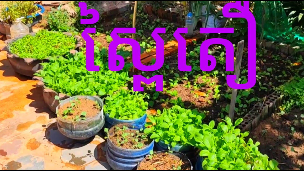 មូលហេតុដាំស្ពៃតឿមិនកើត
