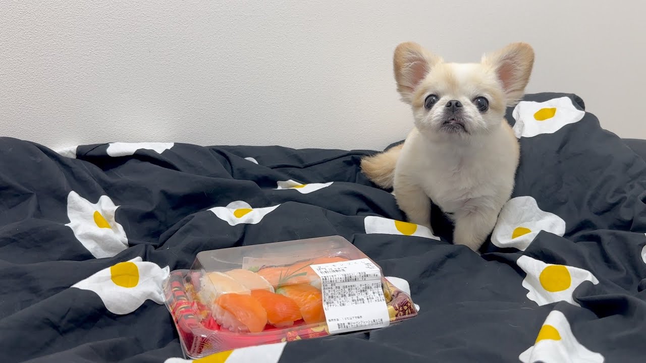 お寿司が好きすぎる犬の現状について