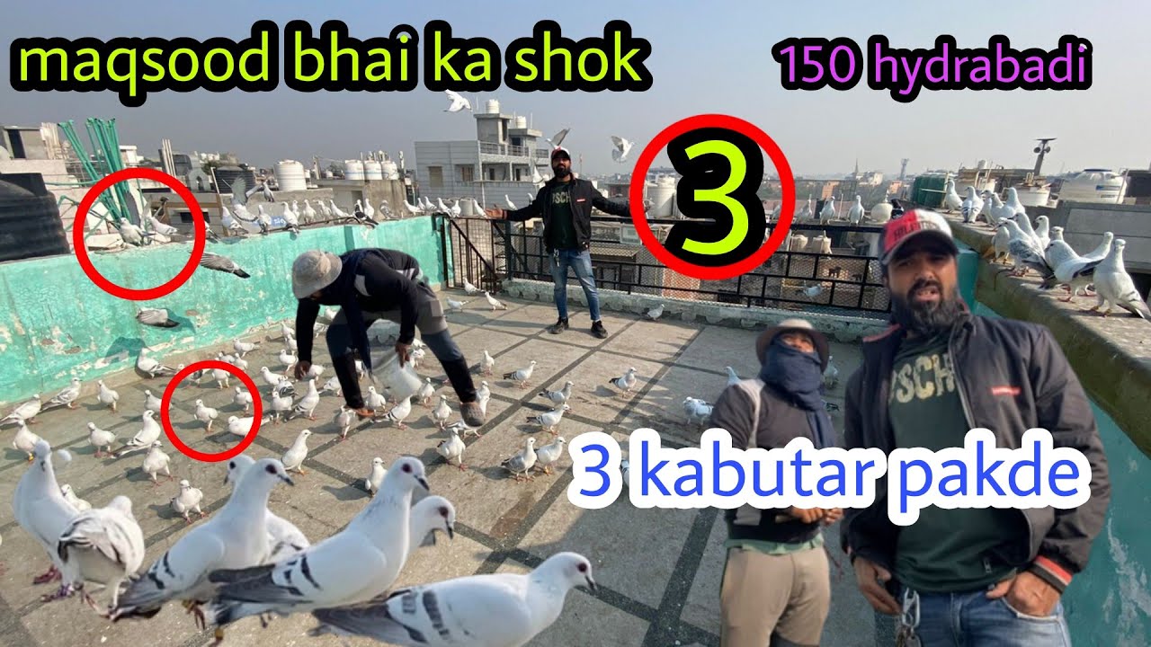 Maqsood bhai k 150 hydrabadi😳 | aaj pakde  3 kabutar🥰 | Zabardast ladaiyya ka shok |✅