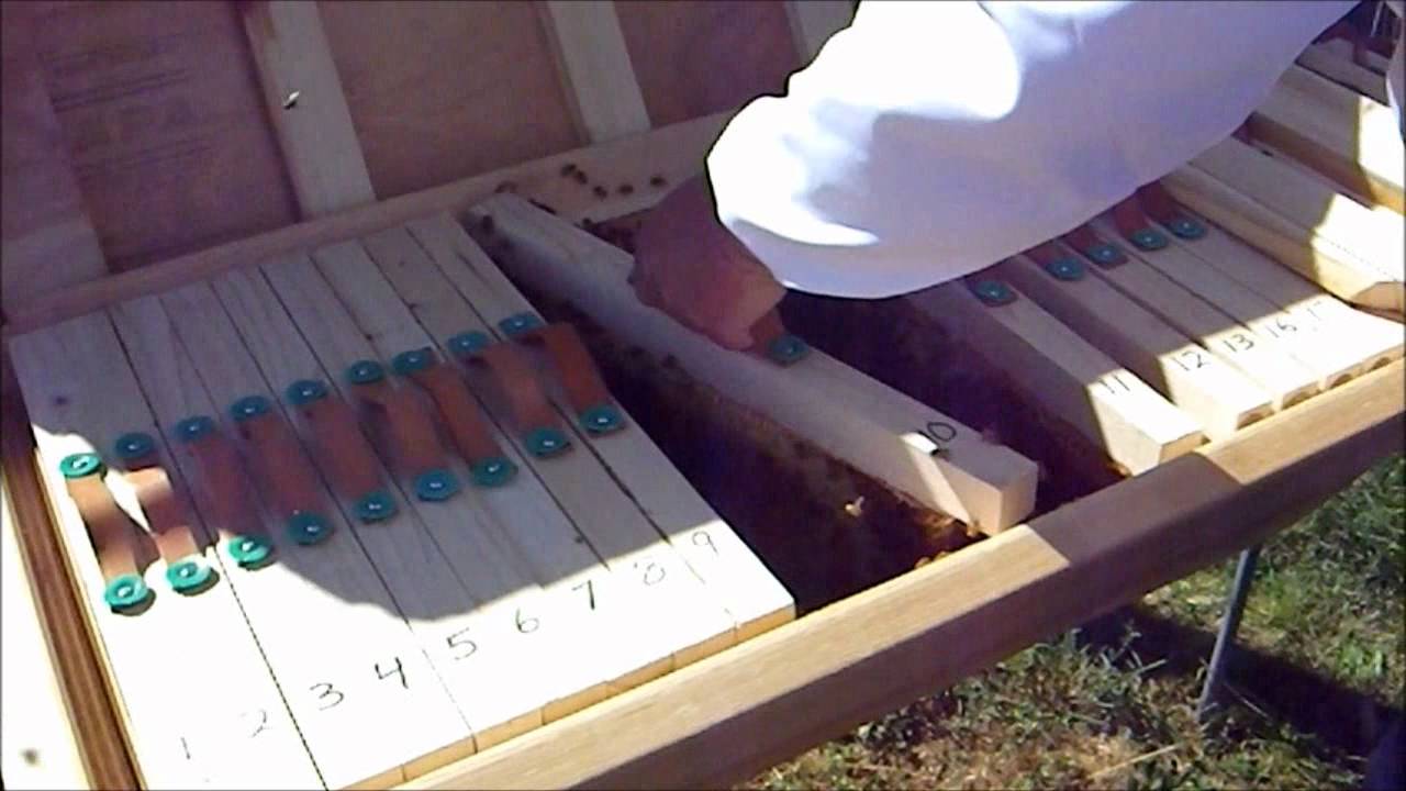 Top Bar hive Harvest  Idaho