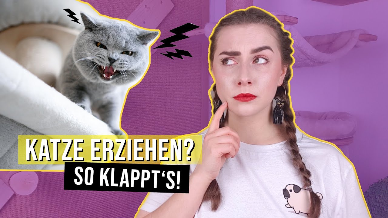 wie bestraft man Katzen RICHTIG? / Katzenerziehung leicht gemacht / Katzentipps / Amely Rose
