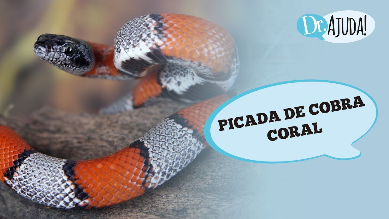 PICADA DE COBRA CORAL: O QUE ACONTECE? O QUE FAZER?