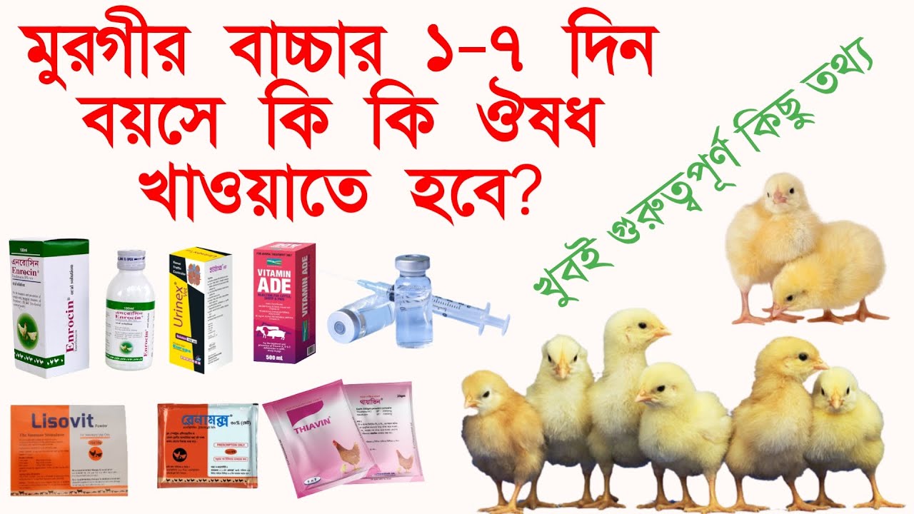 মুরগীর বাচ্চার ১-৭ দিন বয়সে কি কি ঔষধ খাওয়াবেন?গুরুত্বপূর্ণ কিছু তথ্য।