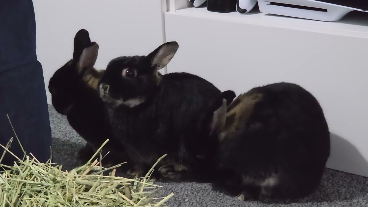Bunny cleaning together 