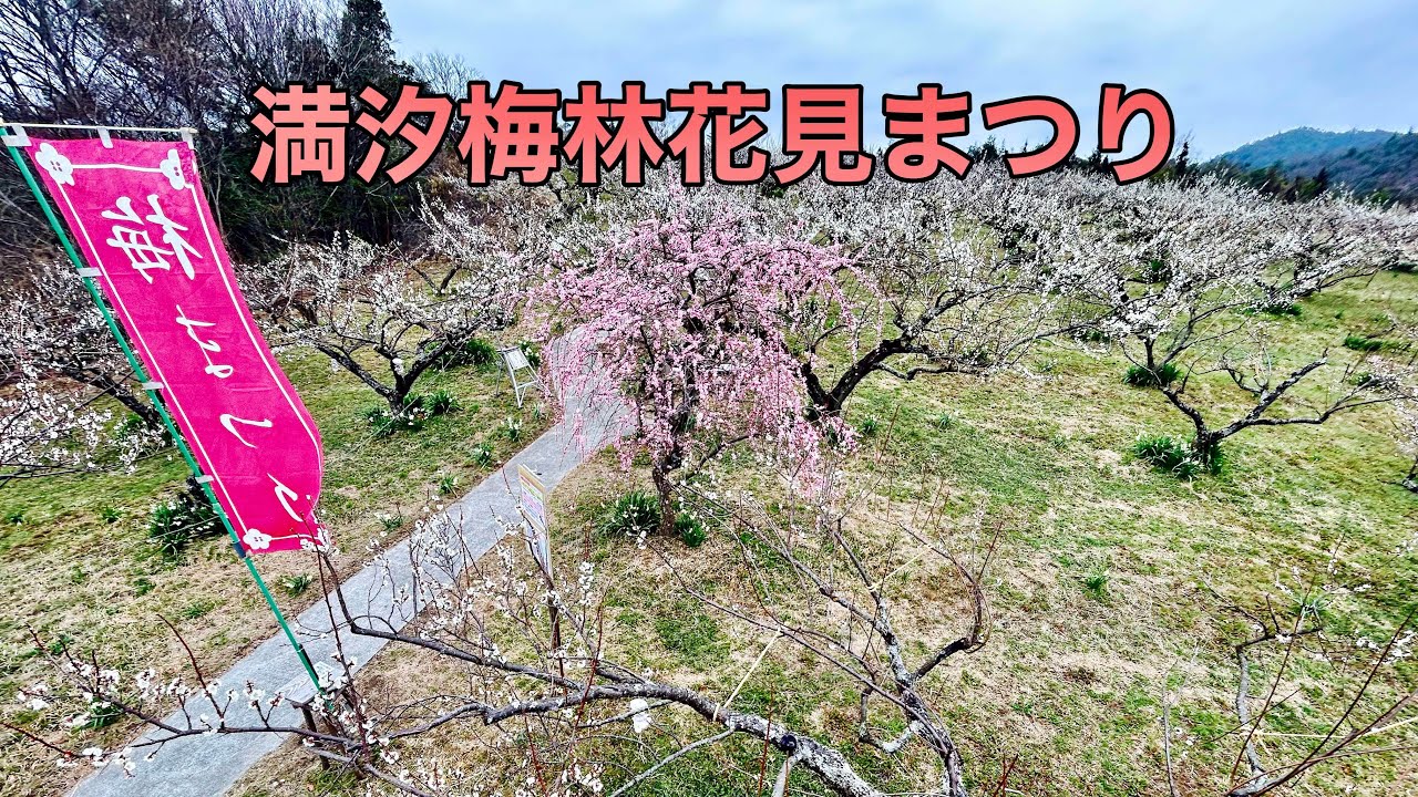 2026年の満汐梅林花見まつり