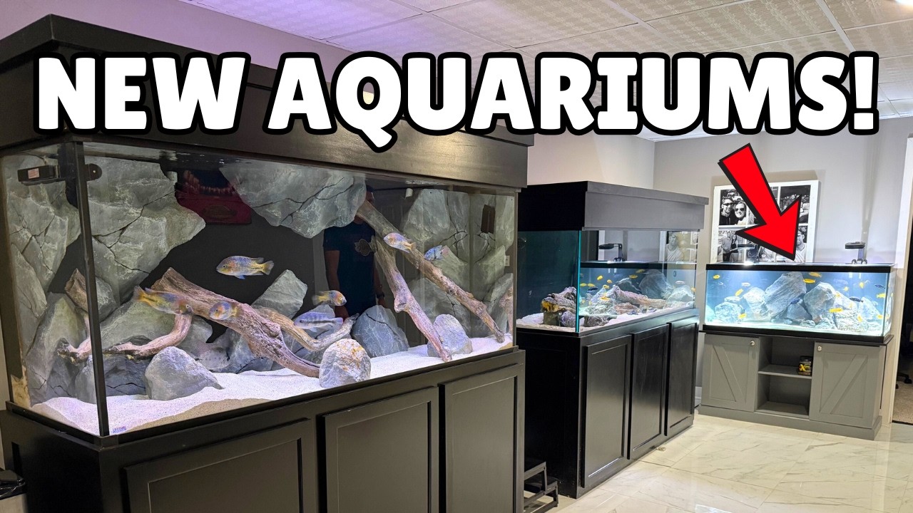 New 75 Gallon Cichlid Tank Setup – HUGE Upgrade in the Fish Room!