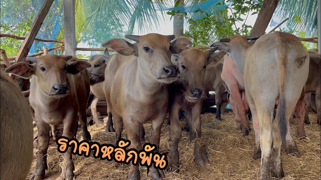 ควายน้อยราคาหลักพัน‼️เกิดจากแม่ใหญ่ๆสายเลือดดีๆอนาคตดีๆเลี้ยงไปมีกำไรแน่นอน 080-416-5169ครูต้น