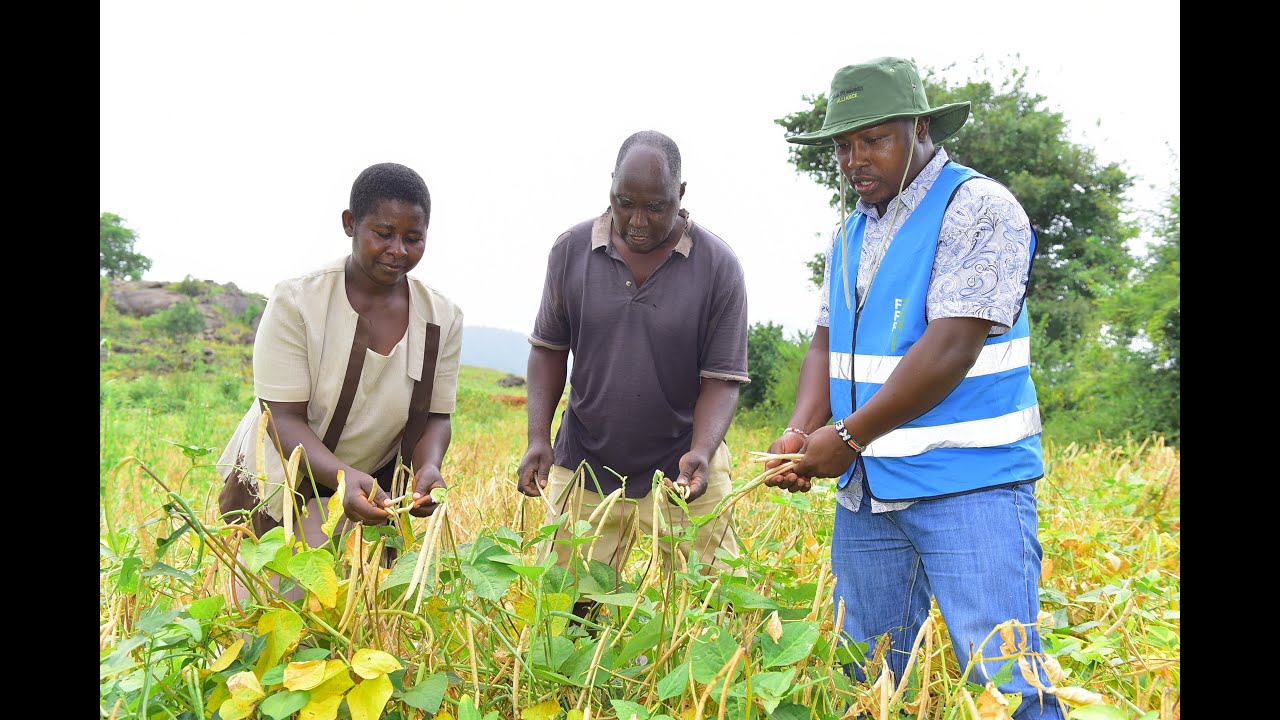 PAFID - FtMA CA Success Stories  - Conservation  Agriculture impacting lives