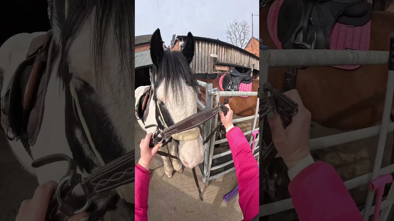 Tack up my horses with me for a business meeting ride💼💻☕️🐴 #tackupwithme #asmr #equestrian