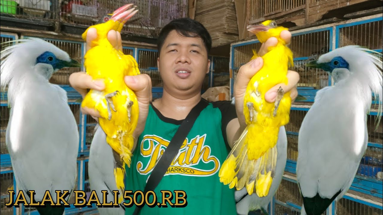 BURUNG ENDEMIK DARI BALI YANG SANGAT MEMUKAU 