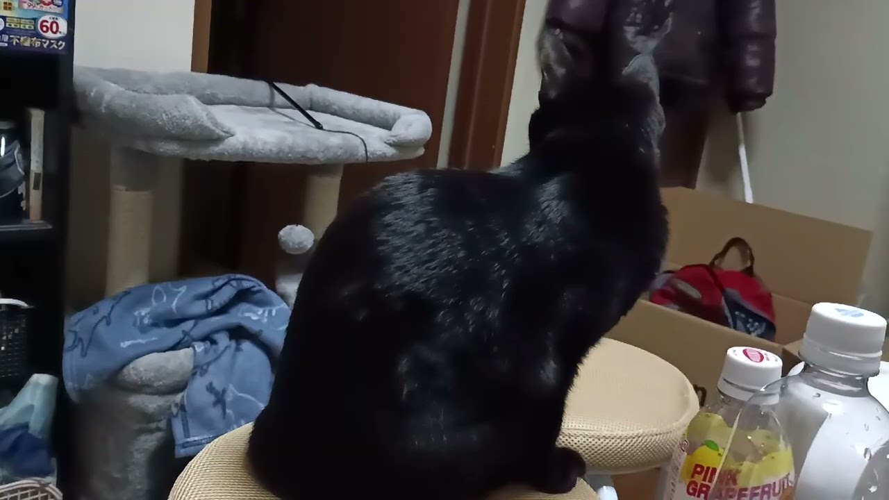お気に入りのイスで毛づくろいこま