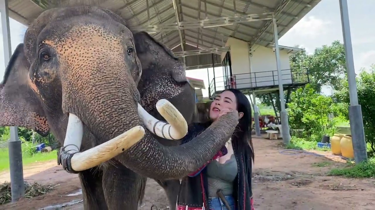 ดูวิธีการเลี้ยงช้างของแม่หญิง
