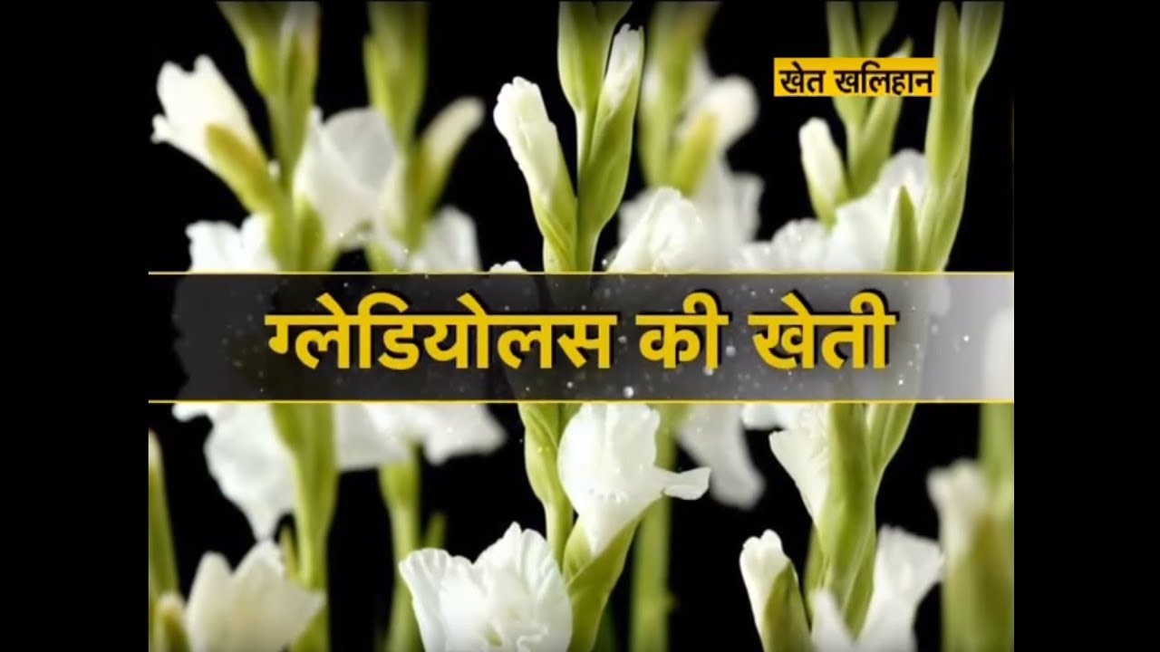 Khet Khalihaan - Gladiolus Farming