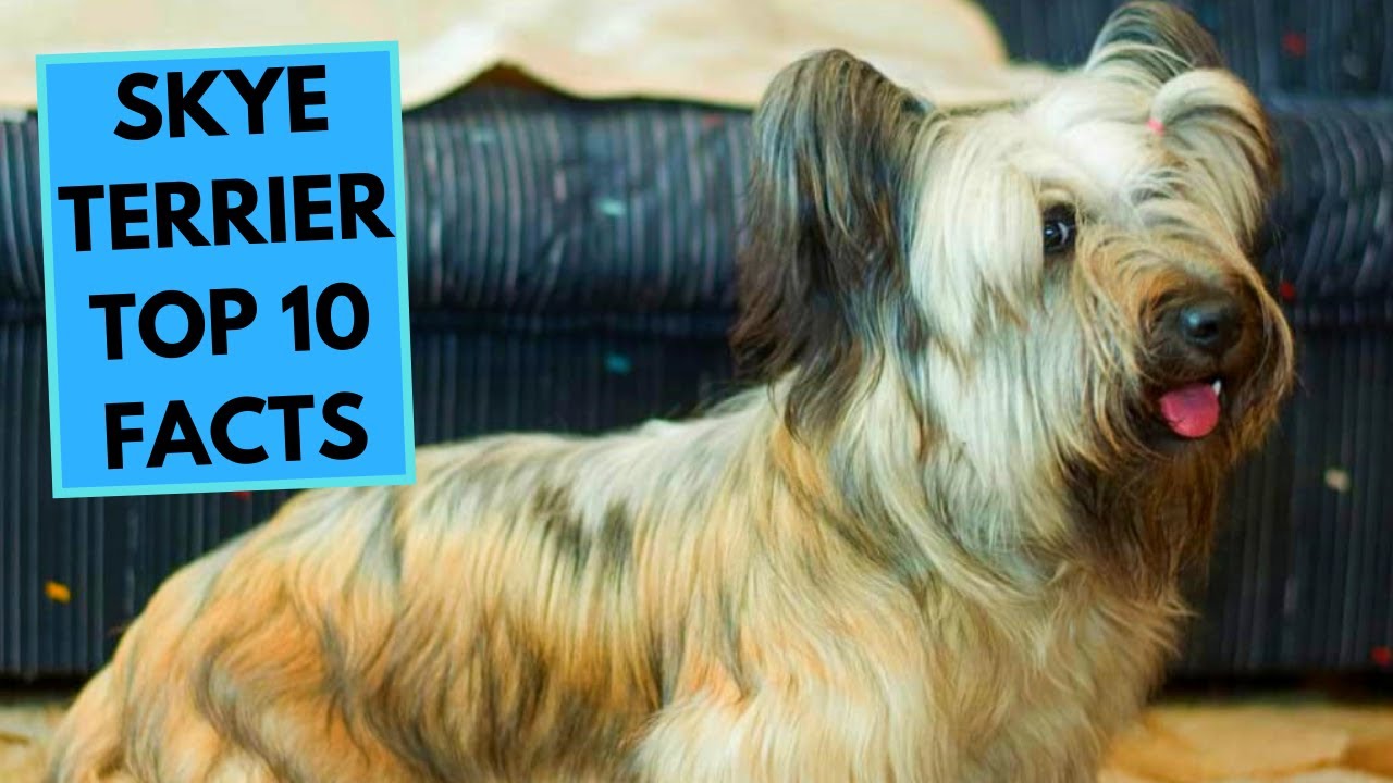 Skye Terrier - TOP 10 Interesting Facts