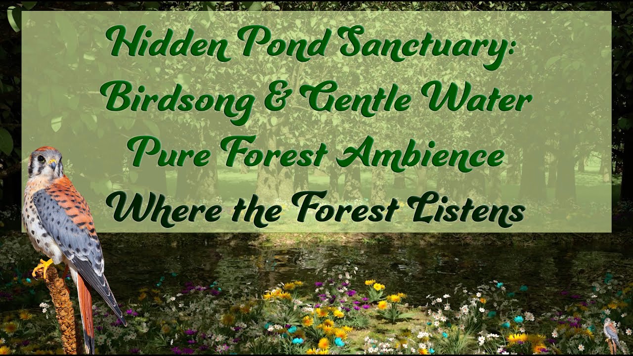 Hidden Pond Sanctuary: Birdsong & Gentle Water | Pure Forest Ambience