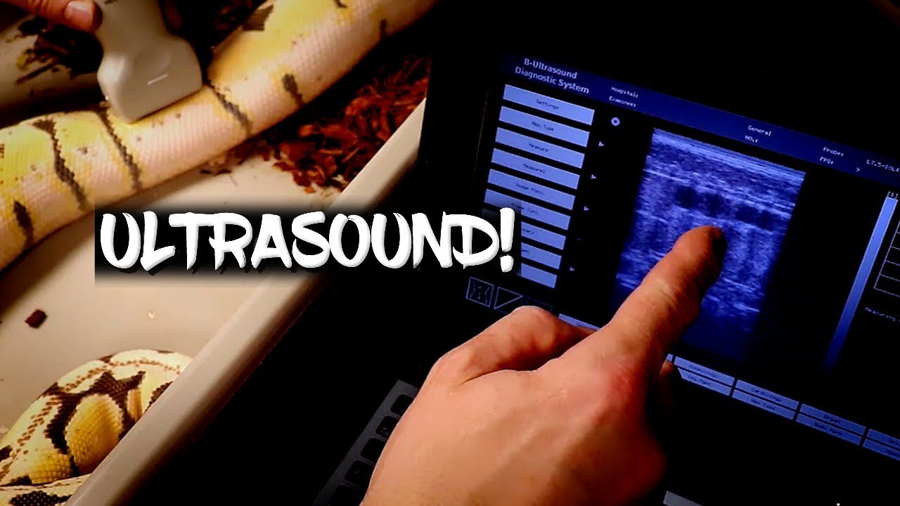 How to Ultrasound Ball Pythons
