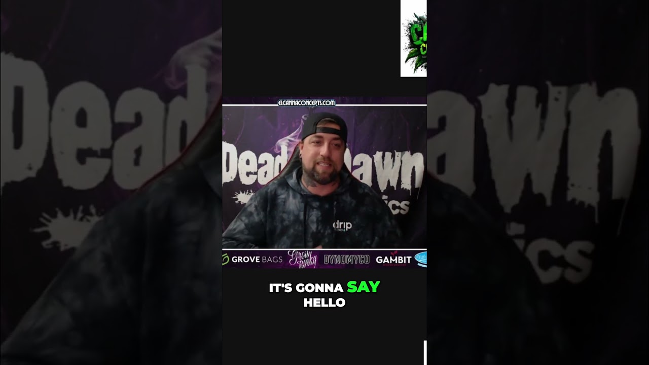 Hermaphrodite Nanners: Genetics, Not Bad Growing, Revealed! 