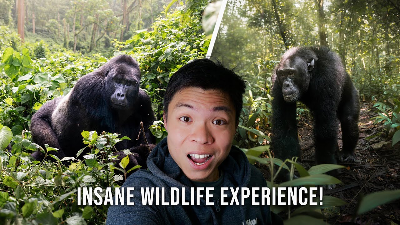 Rwanda🇷🇼 to Uganda🇺🇬: 1 WEEK SAFARI  |  Bwindi, Queen Elizabeth, Kibale and more