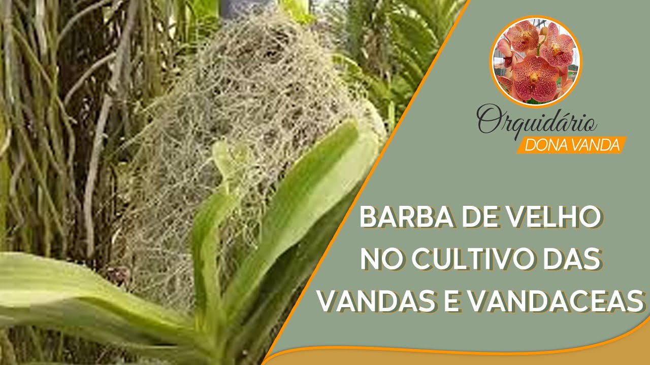 Qual a função da Tillandsia Usneoides (Barba de velho) no cultivo das Vandas e Vandaceas.