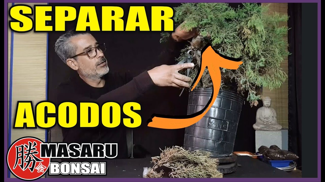 🔴COMO Y CUANDO SEPARAR UN ACODO DE JUNIPERO / JUNIPERUS - CHINENSIS -✔ FUTURO BONSAI- ASÍ DE FÁCIL!