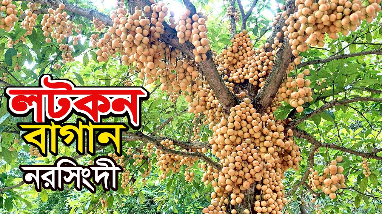 লটকন বাগান নরসিংদী | দেশসেরা লটকন | Narsingdi lotkon Garden |
