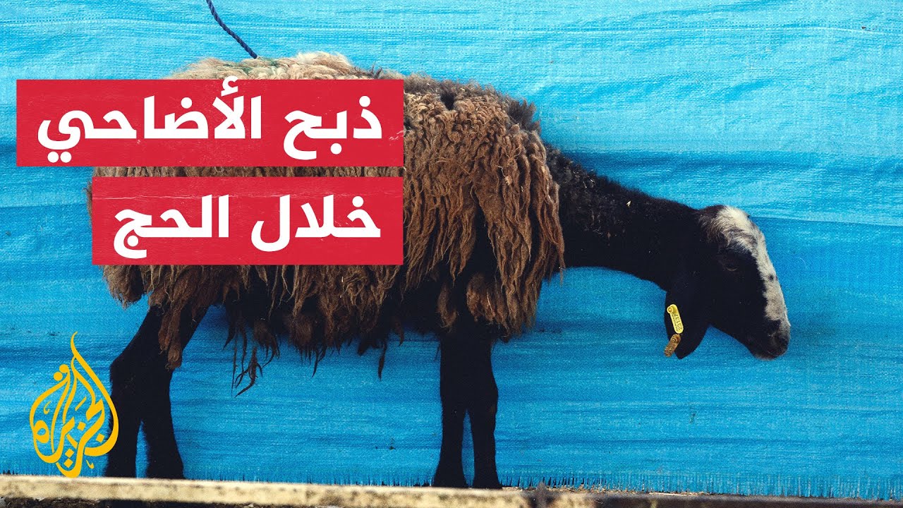 أين تذهب أضاحي الحجاج؟