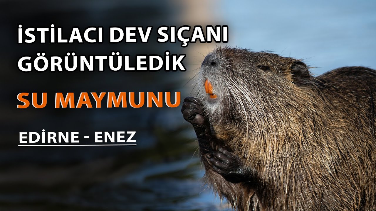 Belgesel Günlükleri Su Maymunu ve Kuğular | Enez Gala Gölü Kuşçular İle Buluşma