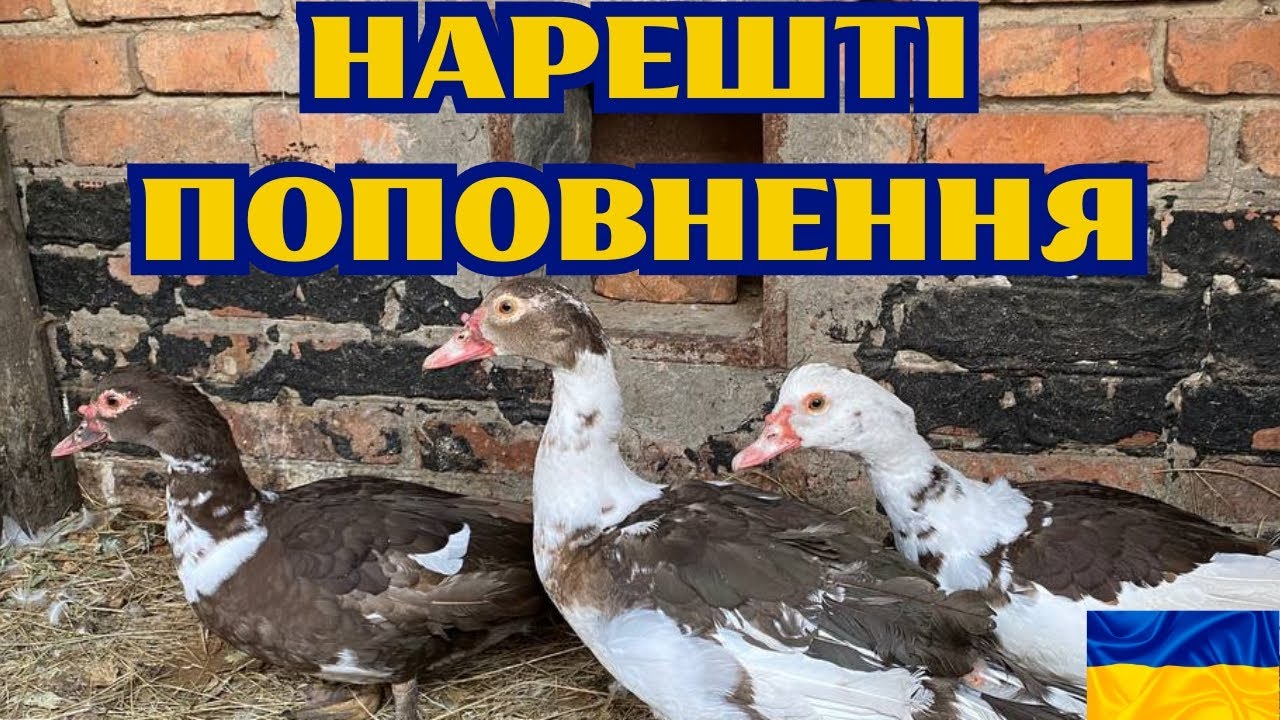 НАРЕШТІ ПРИДБАВ СІМ'Ю МУСКУСНИХ КАЧОК@kyruvgaragi