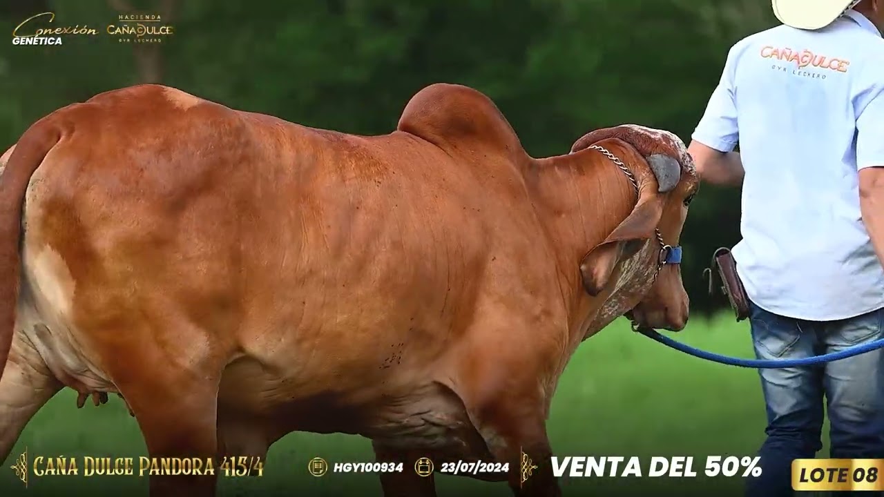 Lote 08 - 415/4