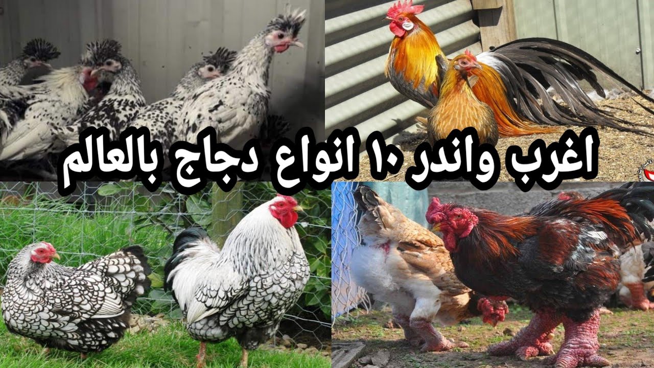 اغرب واندر 10 انواع دجاج بالعالم 2020