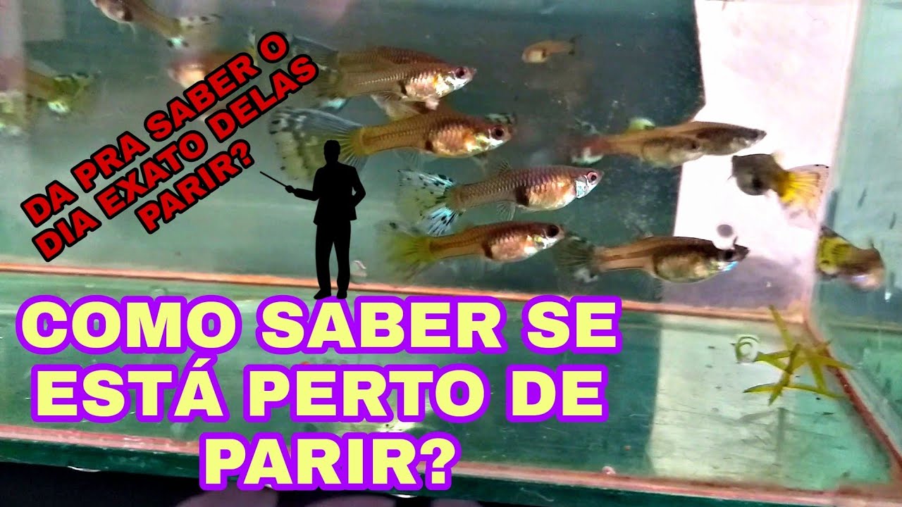 COMO SABER SE A GUPPY VAI CRIAR