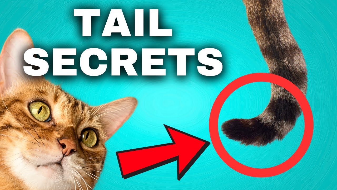 Cat Tail Language 🐈 Decode Your Cat's Mood