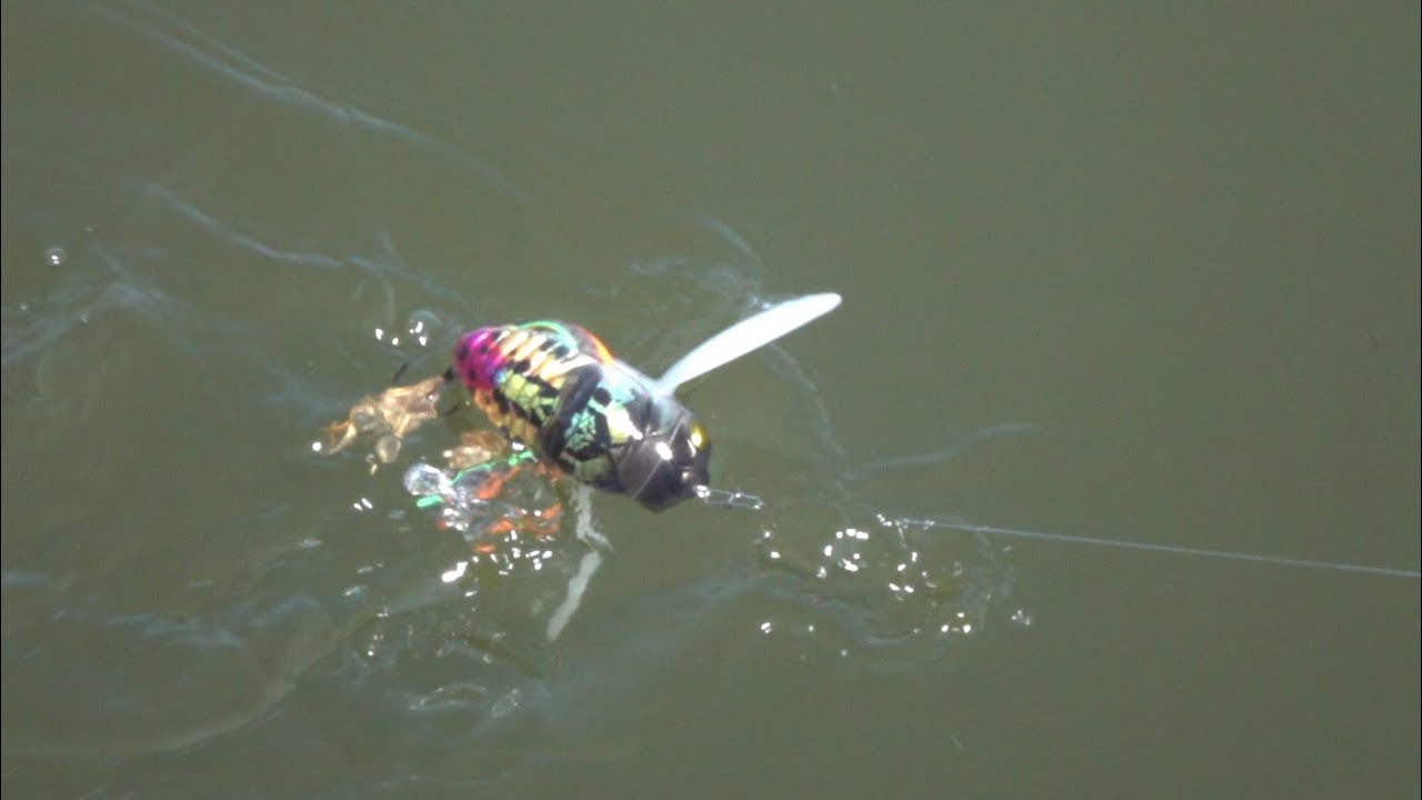Topwater Buggin` XXL: Realis Dekashinmushi
